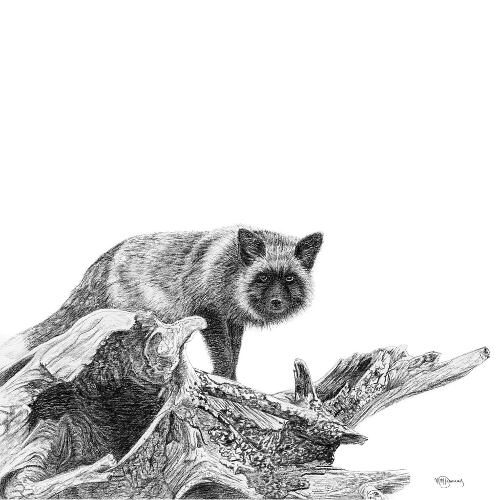 The silver fox - greeting card