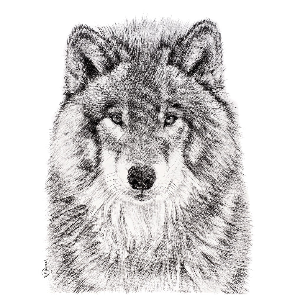 The Wolf Greeting Card