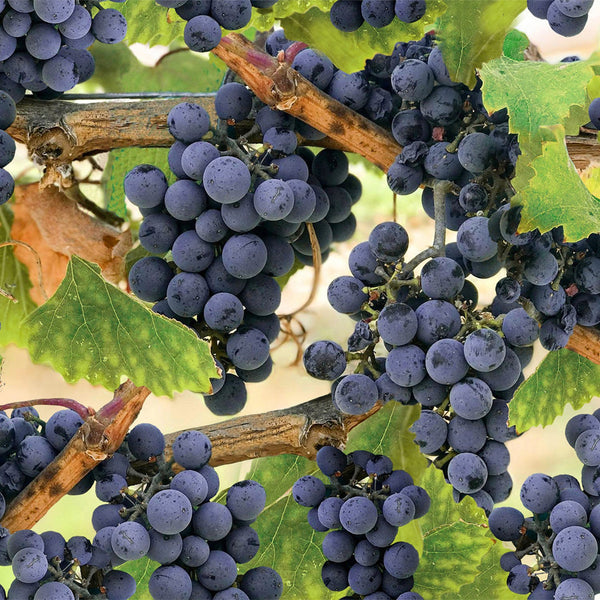 Tissus Hoffman - À travers la vigne - Raisins - 24964-45