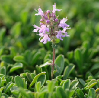 Thyme Essential Oil