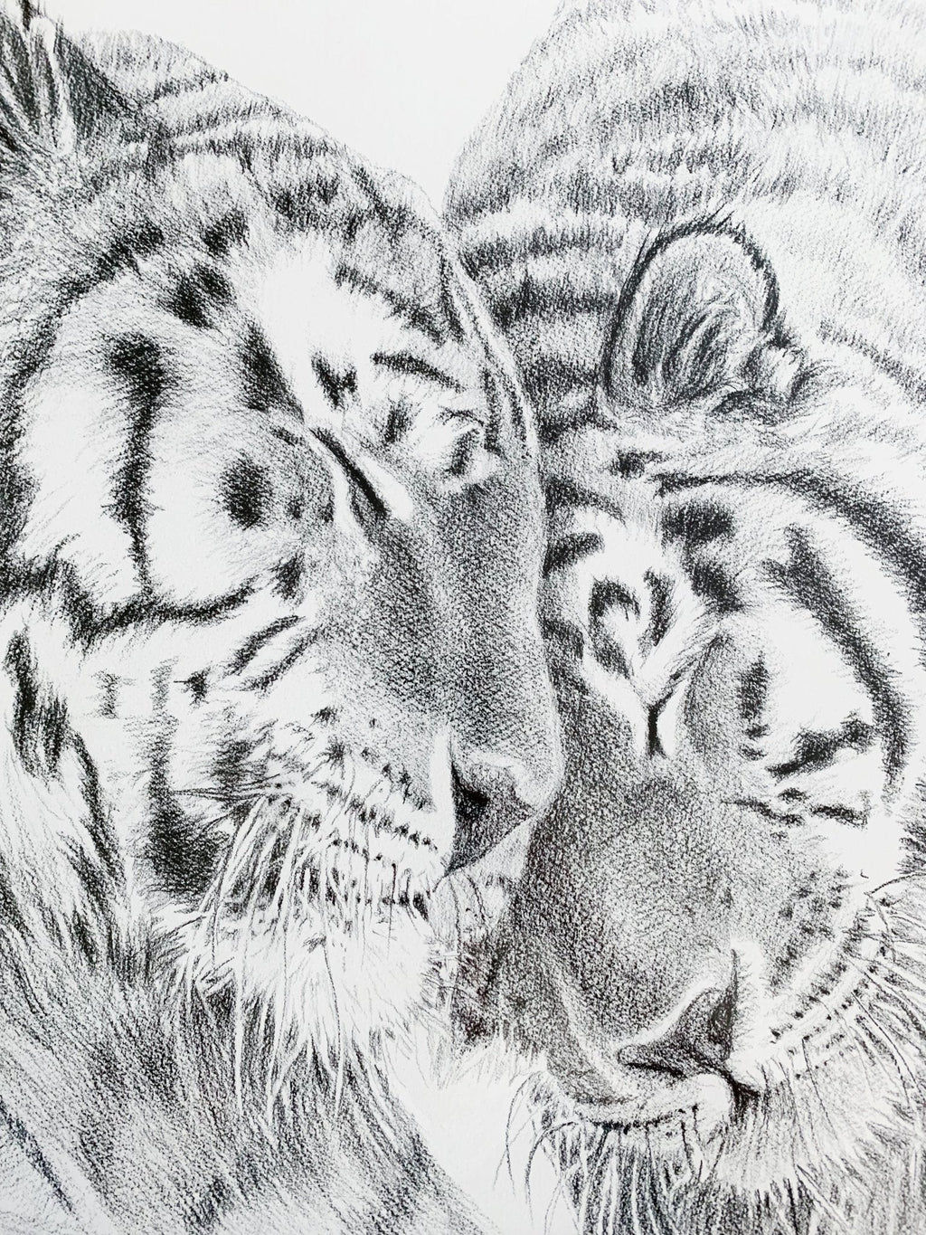 Amur Tigers - wildlife art print - collaboration with  La Fondation du Zoo de Granby