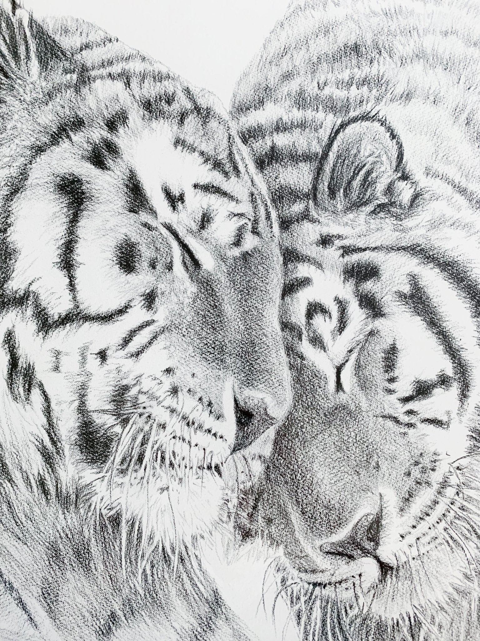 Amur Tigers - wildlife art print - collaboration with  La Fondation du Zoo de Granby