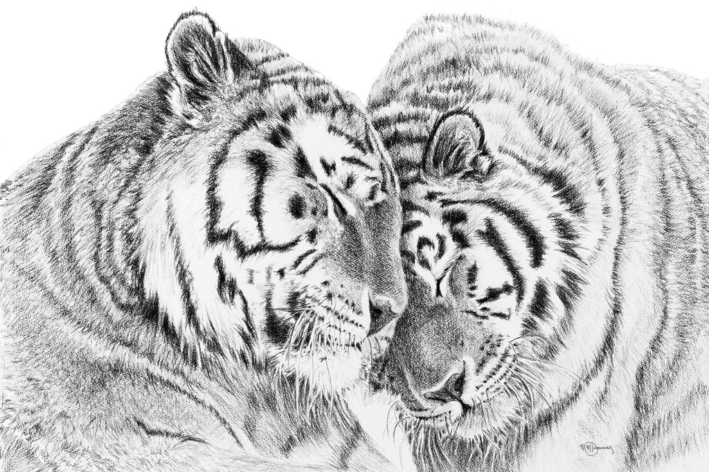 Amur Tigers - wildlife art print - collaboration with  La Fondation du Zoo de Granby