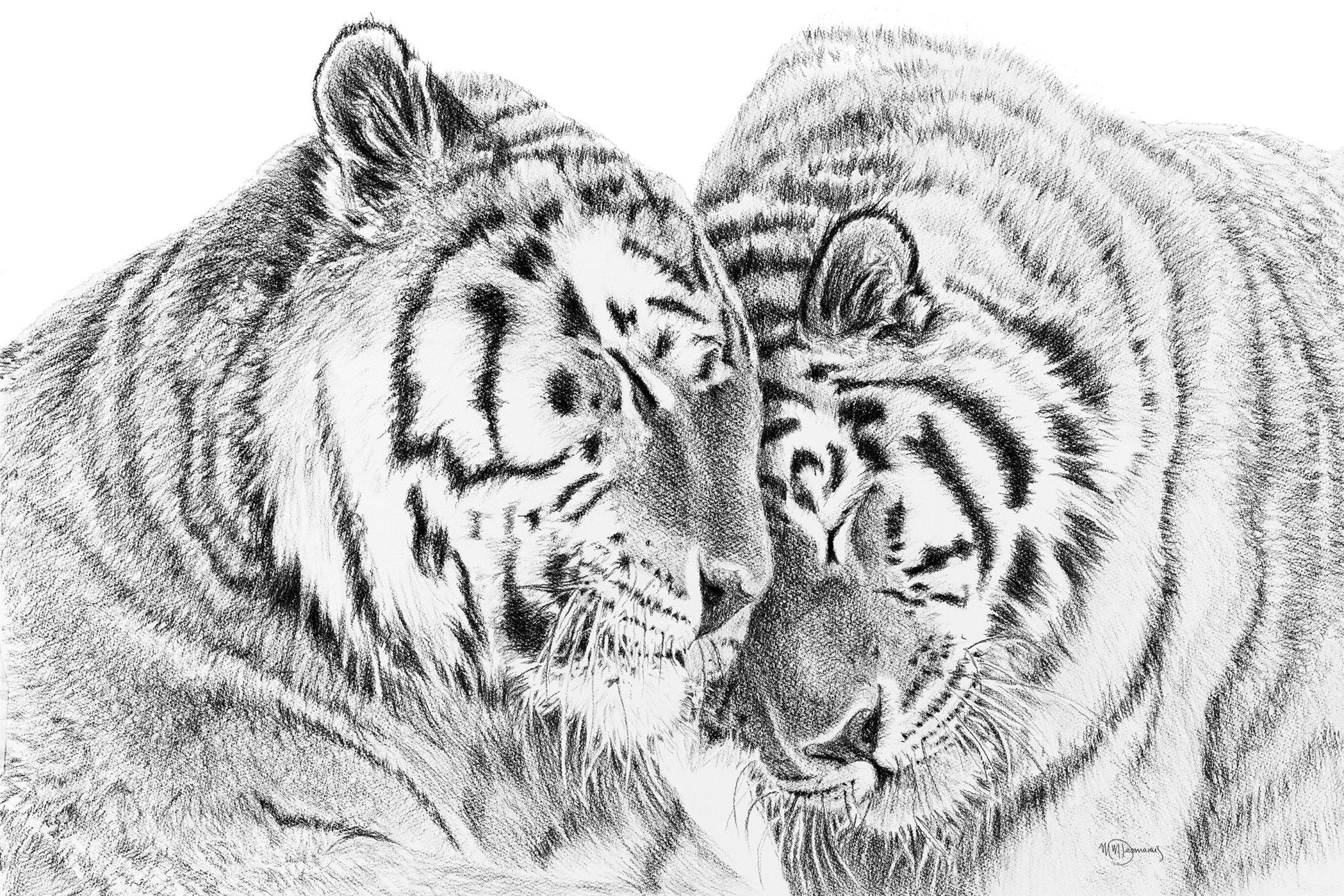 Amur Tigers - wildlife art print - collaboration with  La Fondation du Zoo de Granby