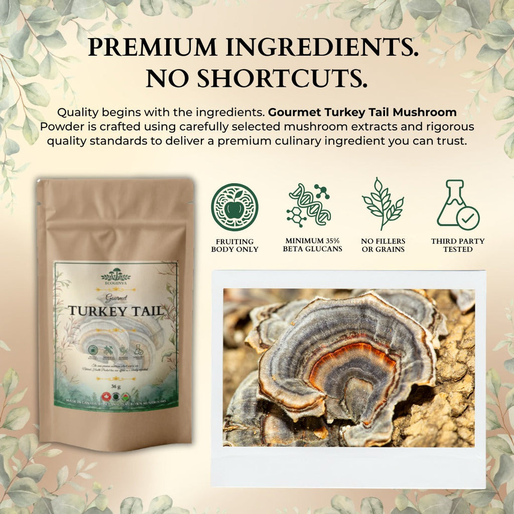 Poudre gourmet de champignon queue de dinde Ecogenya – Extrait biologique de corps fructifère, 47 % de bêta-glucanes