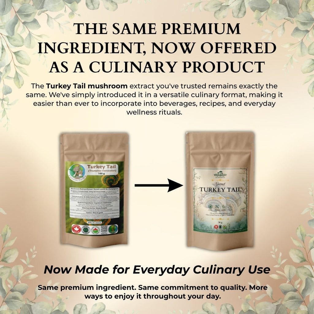 Poudre gourmet de champignon queue de dinde Ecogenya – Extrait biologique de corps fructifère, 47 % de bêta-glucanes