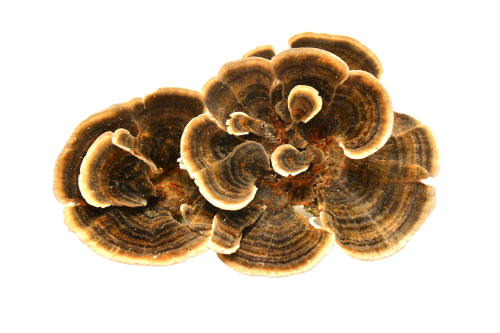 Organic Turkey Tail Mushroom Powder
