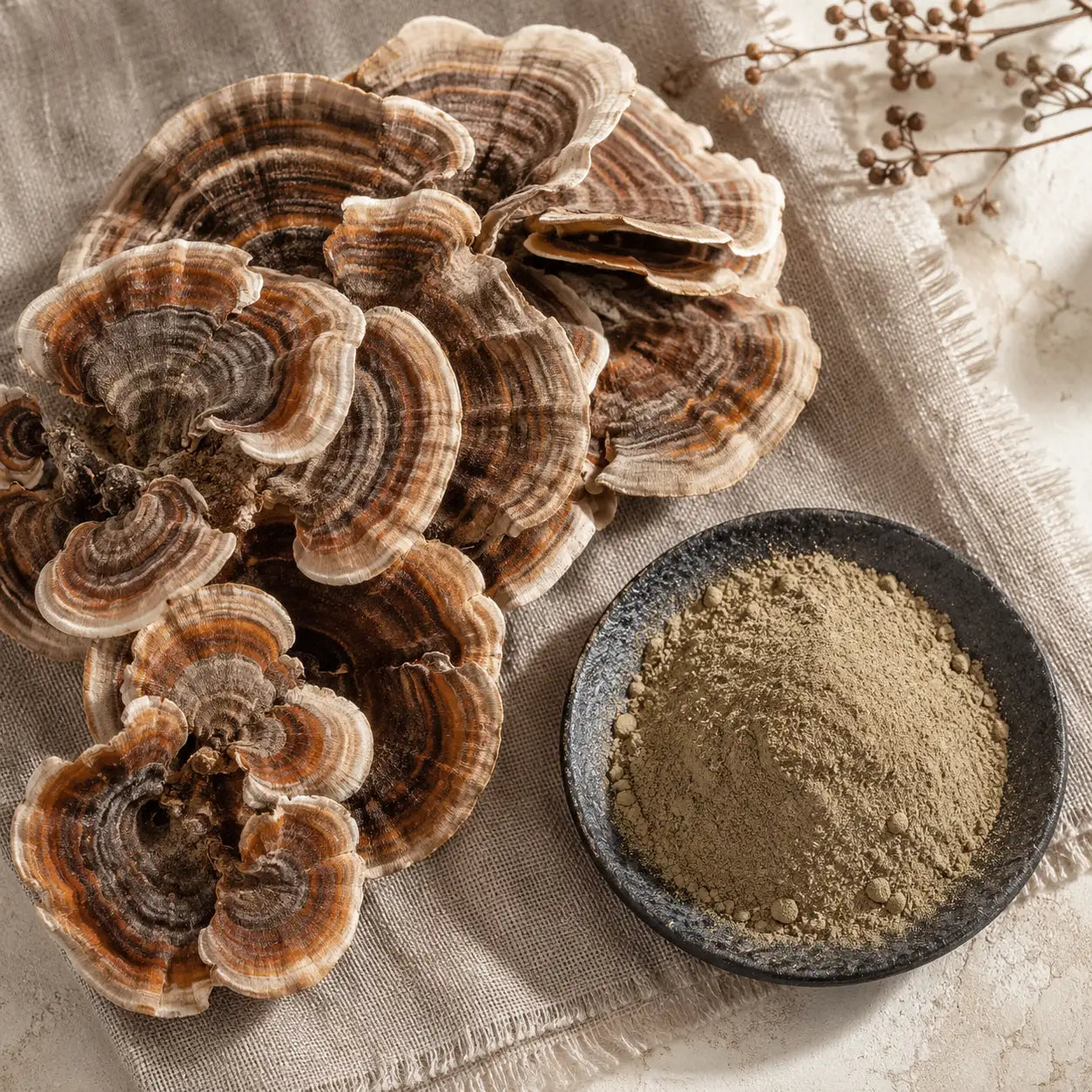 Ecogenya Turkey Tail Mushroom Extract for Dogs & Cats — Single-Ingredient