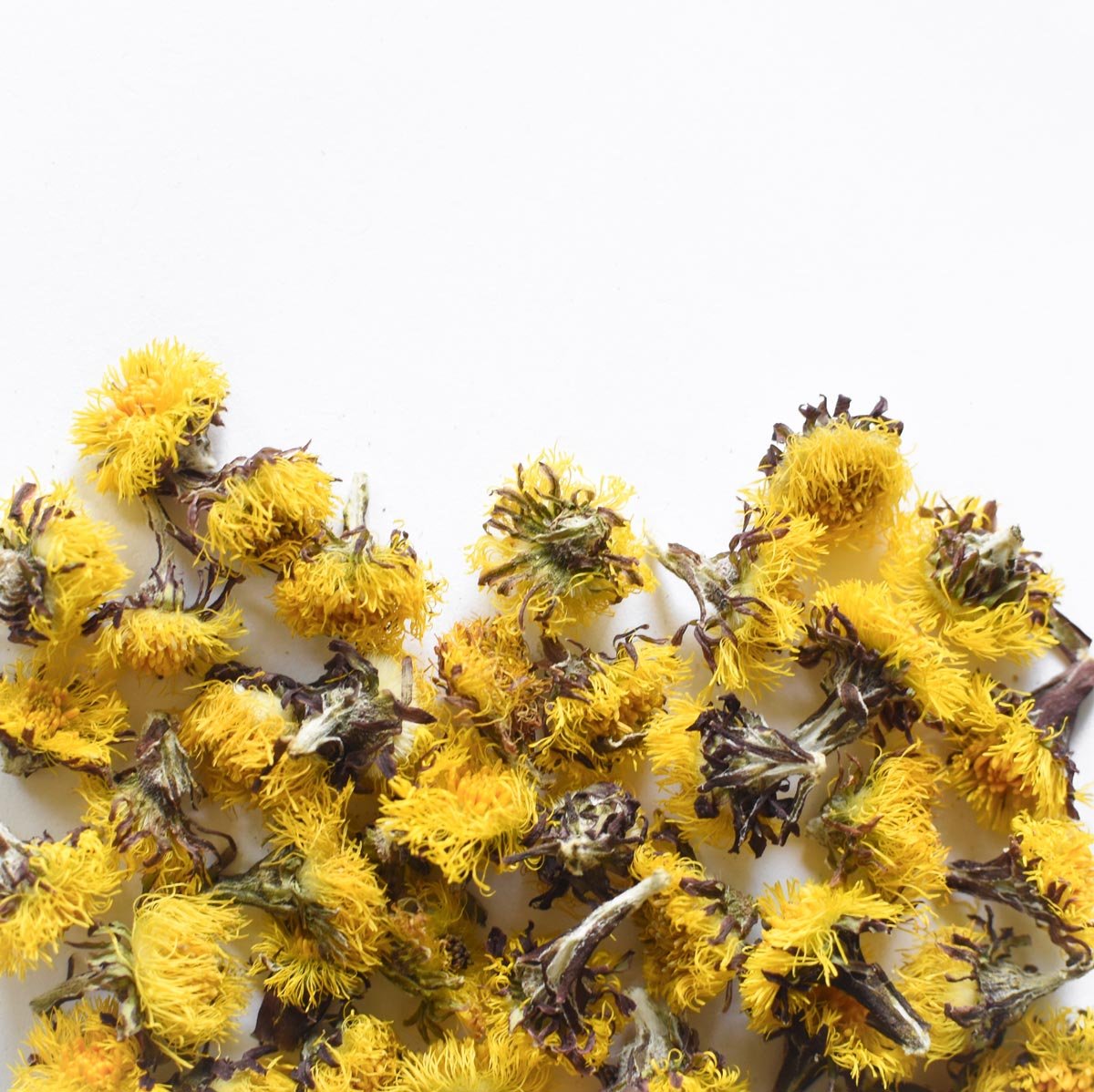 Coltsfoot Flower