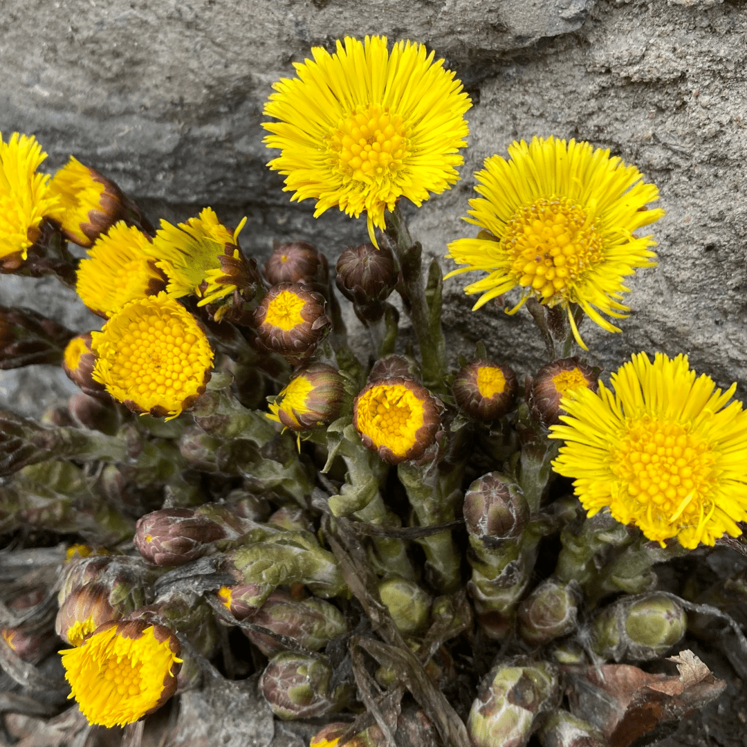 Coltsfoot Flower