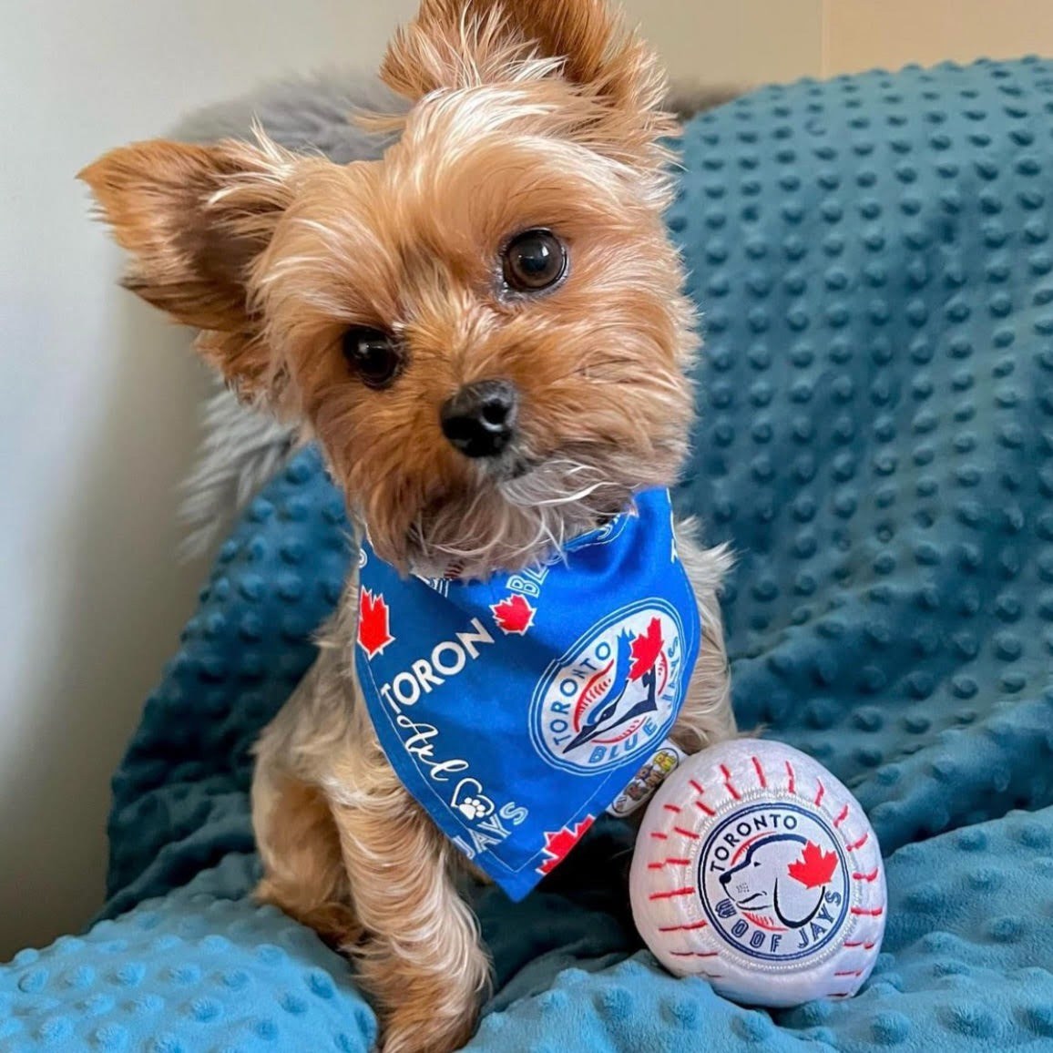 Jouet pour chien Toronto Woofjays 