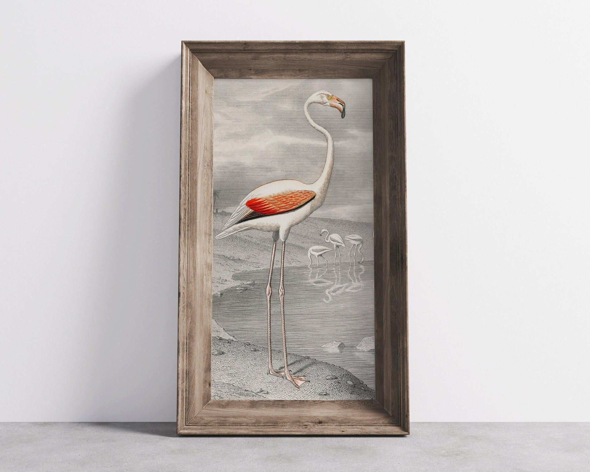 Estampe vintage de flamant rose par Edouard Travies (encadrée à la main ou non encadrée) (2x1)