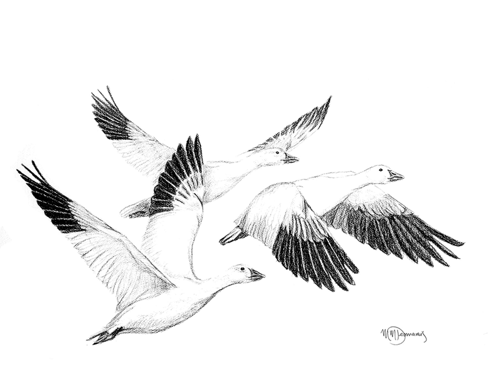 White Geese - Greeting Card
